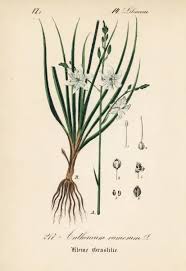 Attēlu rezultāti vaicājumam “Anthericum ramosum”