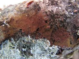 Attēlu rezultāti vaicājumam “Hypocrea gelatinosa”