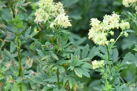 Attēlu rezultāti vaicājumam “Thalictrum flavum fruit”