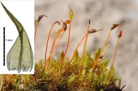 Attēlu rezultāti vaicājumam “Dicranella heteromalla sporophyte”