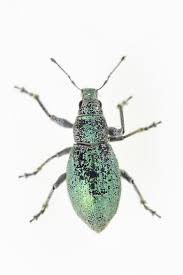 Attēlu rezultāti vaicājumam “Curculionidae”