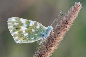 Attēlu rezultāti vaicājumam “Pontia edusa”