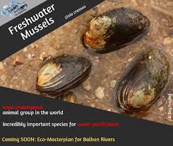 Attēlu rezultāti vaicājumam “Unio crassus”