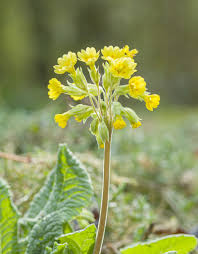 Image result for Schlüsselblumen