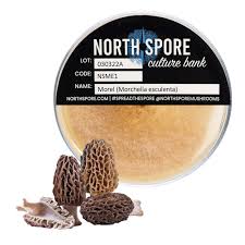 Attēlu rezultāti vaicājumam “Comatricha meandrispora spores”