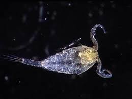 Attēlu rezultāti vaicājumam “Copepoda”