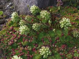 Attēlu rezultāti vaicājumam “Jovibarba globifera leaf”