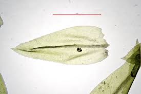 Attēlu rezultāti vaicājumam “Thamnobryum alopecurum”