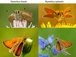 Attēlu rezultāti vaicājumam “Thymelicus lineola underside”