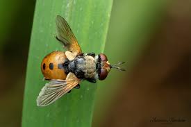 Attēlu rezultāti vaicājumam “Gymnosoma sp.”
