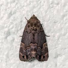 Attēlu rezultāti vaicājumam “Dianema depressum”