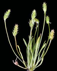 Attēlu rezultāti vaicājumam “Myosurus minimus flower”