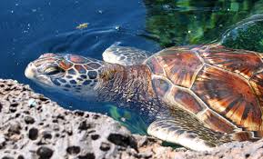 Image result for Chelonia mydas