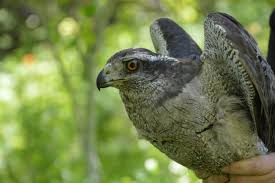 Image result for Goshawks G C
