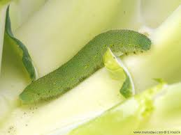 Attēlu rezultāti vaicājumam “Pieris rapae larva”