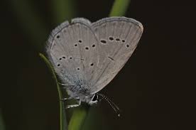 Attēlu rezultāti vaicājumam “Cupido minimus”