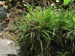 Attēlu rezultāti vaicājumam “Carex digitata flower”