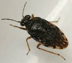 Attēlu rezultāti vaicājumam “Saldula saltatoria”