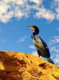 Image result for Phalacrocorax auritus