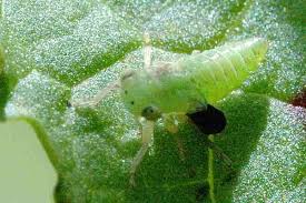 Attēlu rezultāti vaicājumam “Macrosteles nymph”