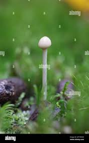 Attēlu rezultāti vaicājumam “Protostropharia alcis”