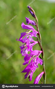 Attēlu rezultāti vaicājumam “Gladiolus imbricatus flower”