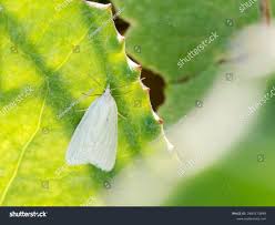 Attēlu rezultāti vaicājumam “Eana argentana”