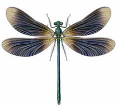 Attēlu rezultāti vaicājumam “Calopteryx virgo female”