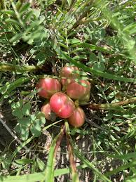 Attēlu rezultāti vaicājumam “Astragalus arenarius fruit”
