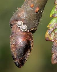 Attēlu rezultāti vaicājumam “Satyrium w-album underside”