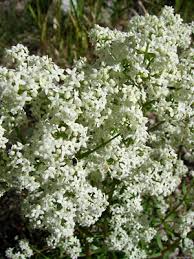 Attēlu rezultāti vaicājumam “Galium boreale bud”