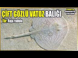 Image result for Raja radula