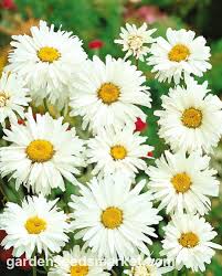 Image result for Chrysanthemum leucanthemum