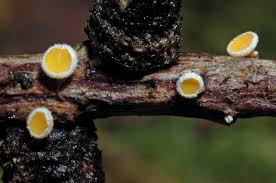 Attēlu rezultāti vaicājumam “Lachnellula willkommii”