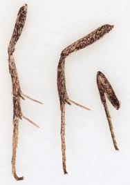 Attēlu rezultāti vaicājumam “Phytometra viridaria”