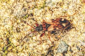 Image result for Rhyparochromus