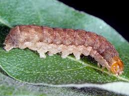 Attēlu rezultāti vaicājumam “Anaplectoides prasina”