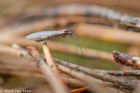 Attēlu rezultāti vaicājumam “Trichocera regelationis”