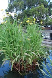 Attēlu rezultāti vaicājumam “Ranunculus lingua leaf”