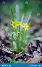 Attēlu rezultāti vaicājumam “Gagea lutea leaf”