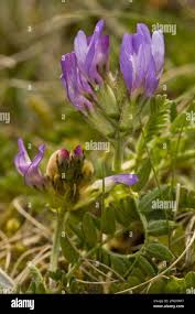 Attēlu rezultāti vaicājumam “Astragalus danicus fruit”