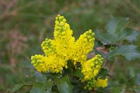 Attēlu rezultāti vaicājumam “Mahonia aquifolium”