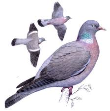 Image result for Columba palumbus