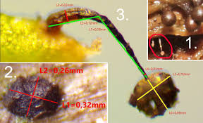 Attēlu rezultāti vaicājumam “Licea pusilla”