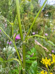 Attēlu rezultāti vaicājumam “Pastinaca sativa subsp. sylvestris flower”