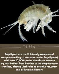 Attēlu rezultāti vaicājumam “Amphipoda”