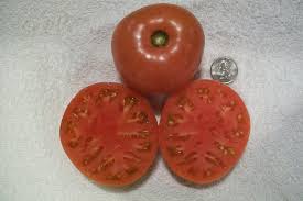 Afbeeldingsresultaat voor crnkovic yugoslavian tomato