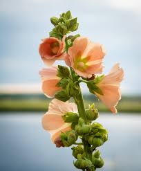 Attēlu rezultāti vaicājumam “Alcea rosea bud”