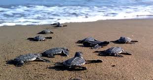 Image result for Caretta caretta
