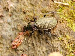 Attēlu rezultāti vaicājumam “Carabus cancellatus”